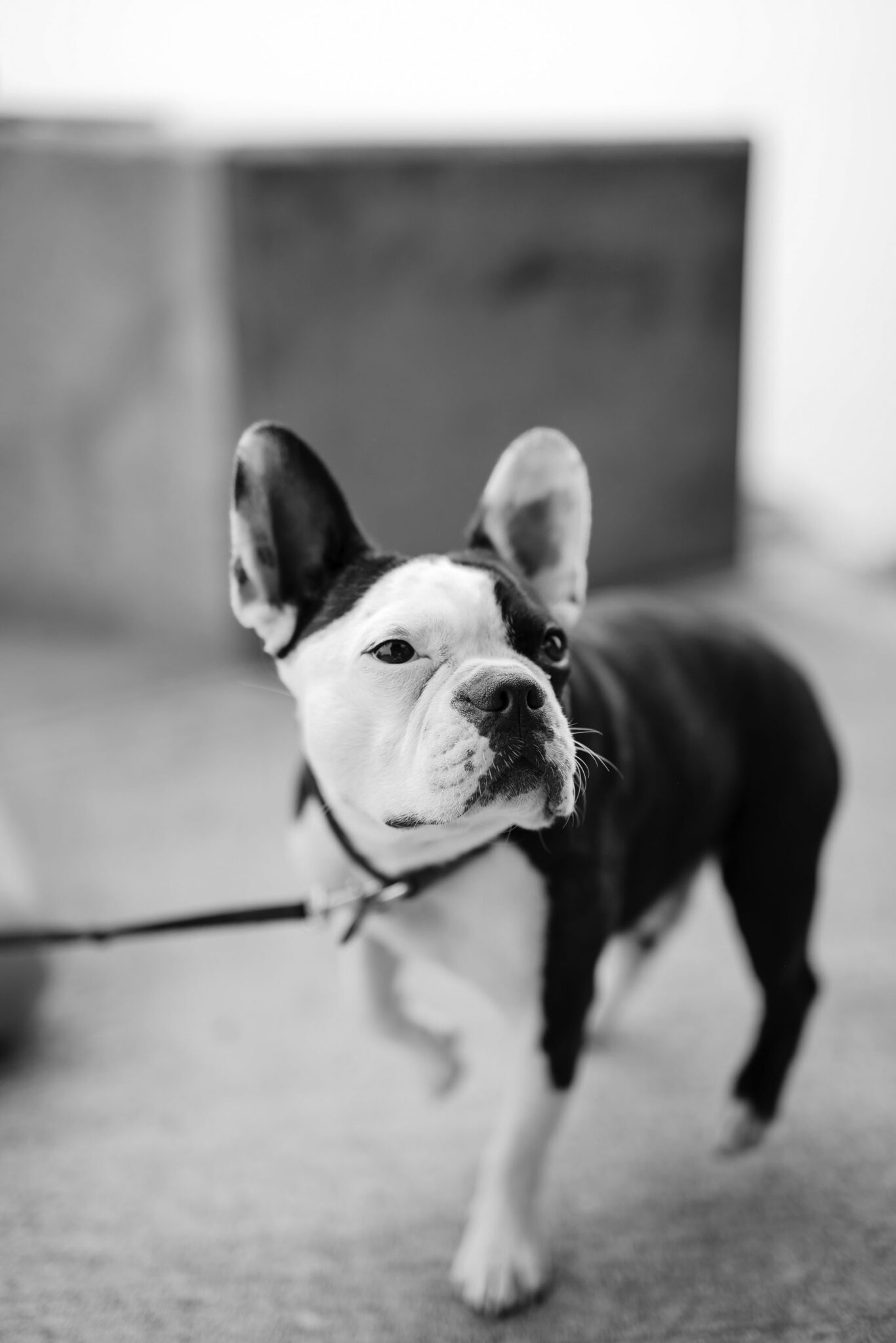 Happy dog on his leash!